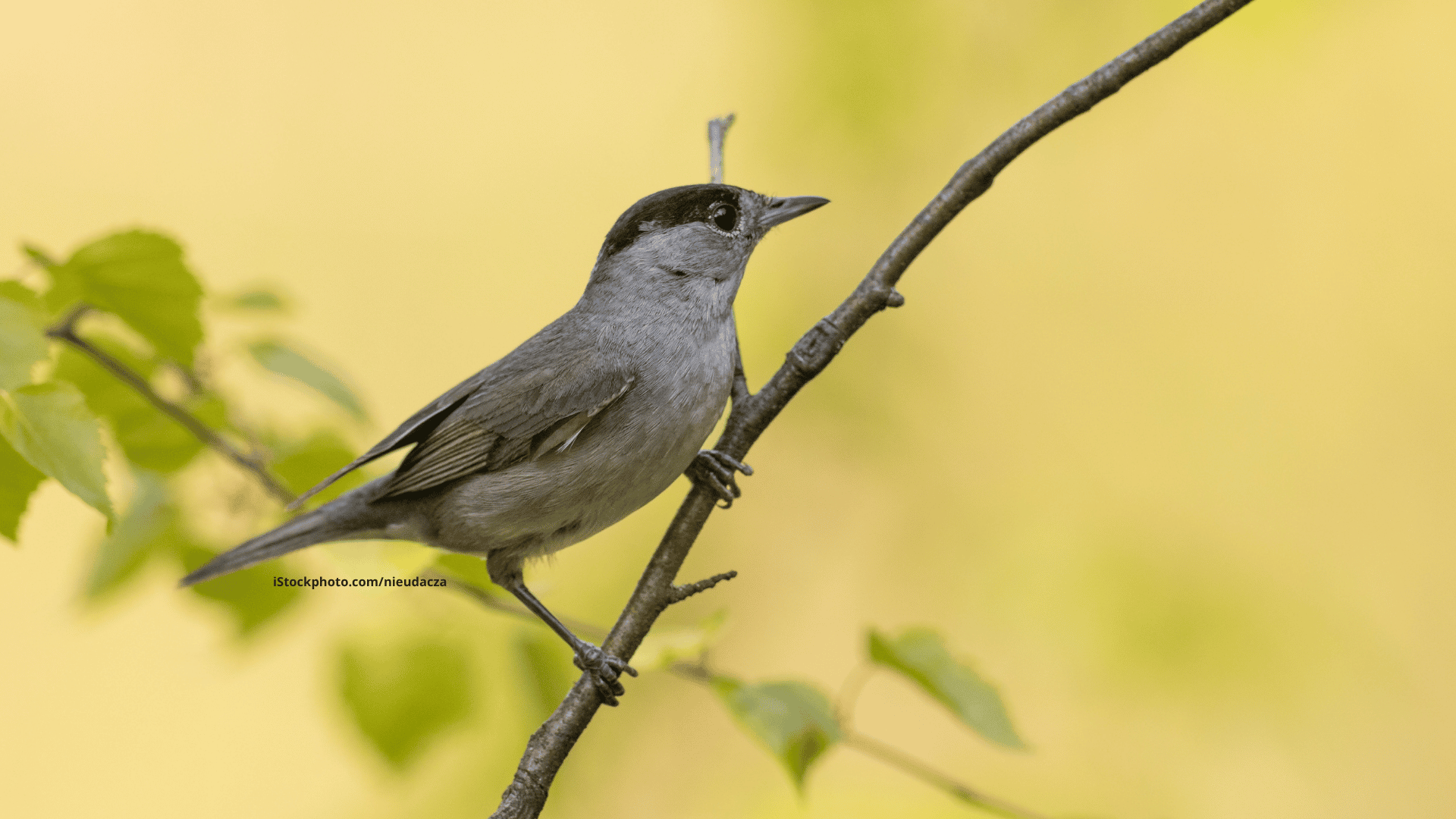 Mönchsgrasmücke: Kleine Insektenjägerin