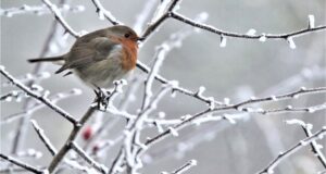 Wie kommen Vögel durch den Winter?