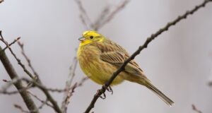 Die Goldammer – Ein leuchtend gelber Vogel