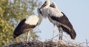 Der Weißstorch – Ein klappernder Zugvogel