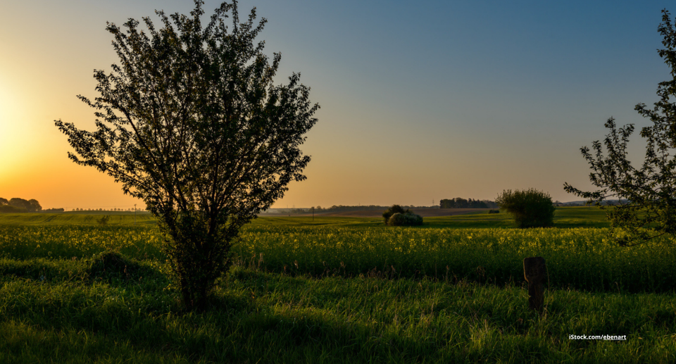 Das Foto zeigt das Rambower Moor in Deutschland.