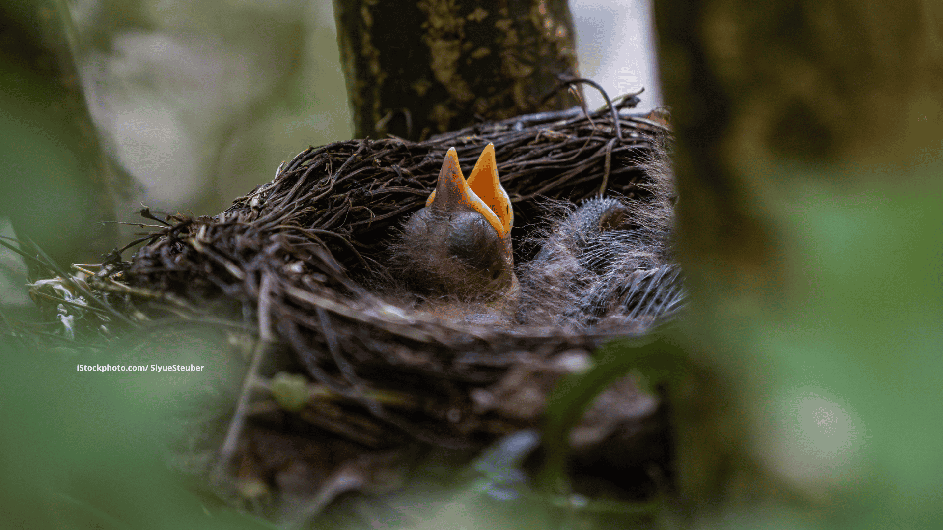 Jungvogel gefunden – was nun?