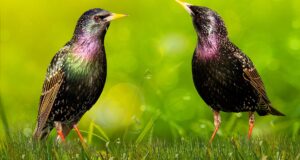 Die Vogelwelt auf globaler Ebene