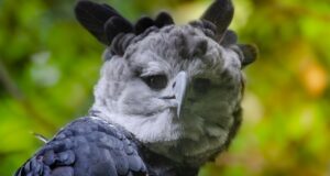 Die Harpyie – Mächtiger Greifvogel