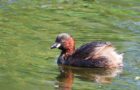 Der Ober-Mooser-Teich: Ein besonderes Refugium für Vögel und Natur