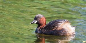 Der Ober-Mooser-Teich: Ein besonderes Refugium für Vögel und Natur