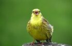 Vogelgesang erkennen – Die Lieder 5 heimischer Vogelarten