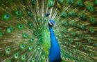 Die Vogelwelt in Indien