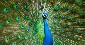 Die Vogelwelt in Indien