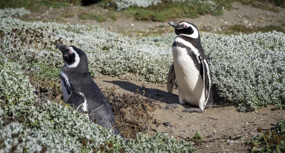 Die Vogelwelt in Chile