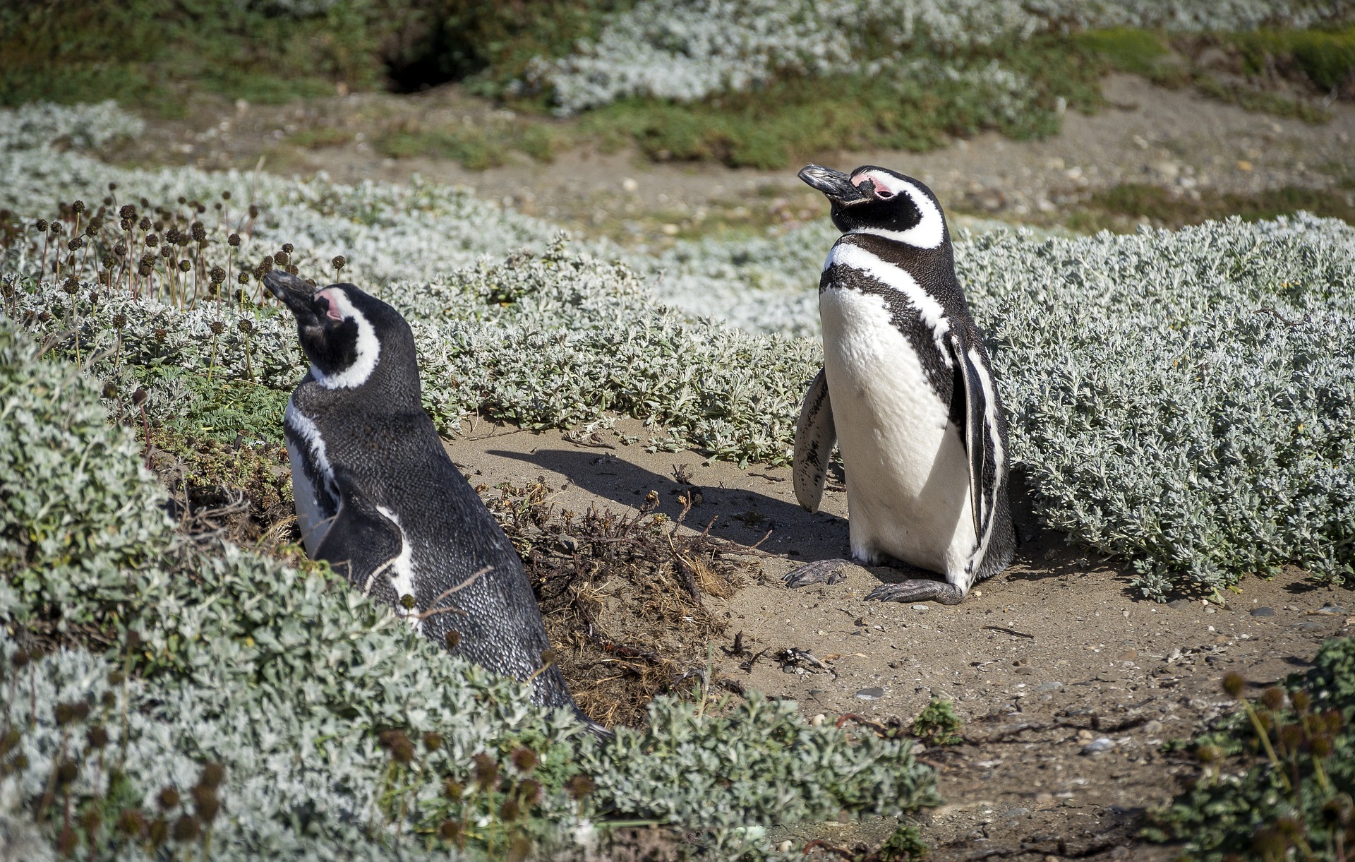 Die Vogelwelt in Chile