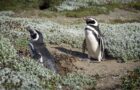 Die Vogelwelt in Chile