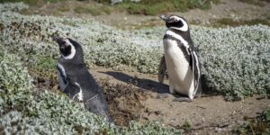 Die Vogelwelt in Chile