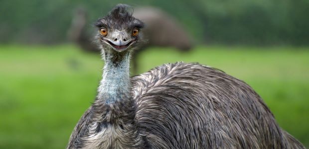 Der Emu – Läufer statt Flieger