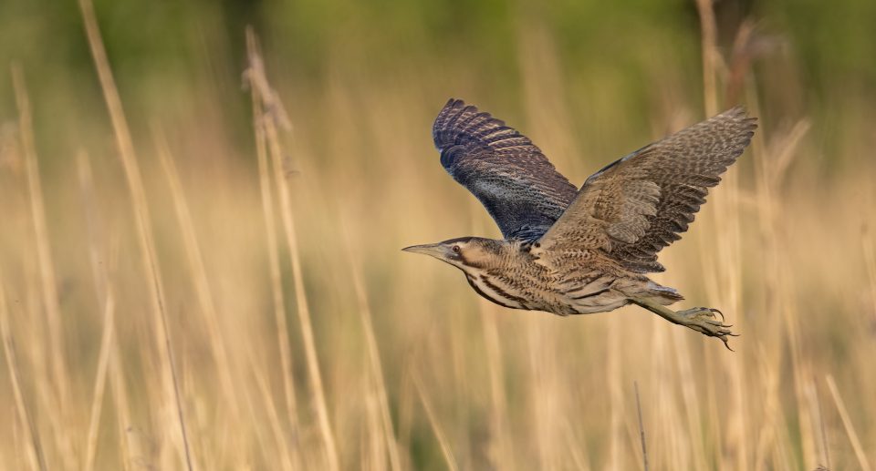 Die Rohrdommel – Getarnter Hornbläser des Schilfs