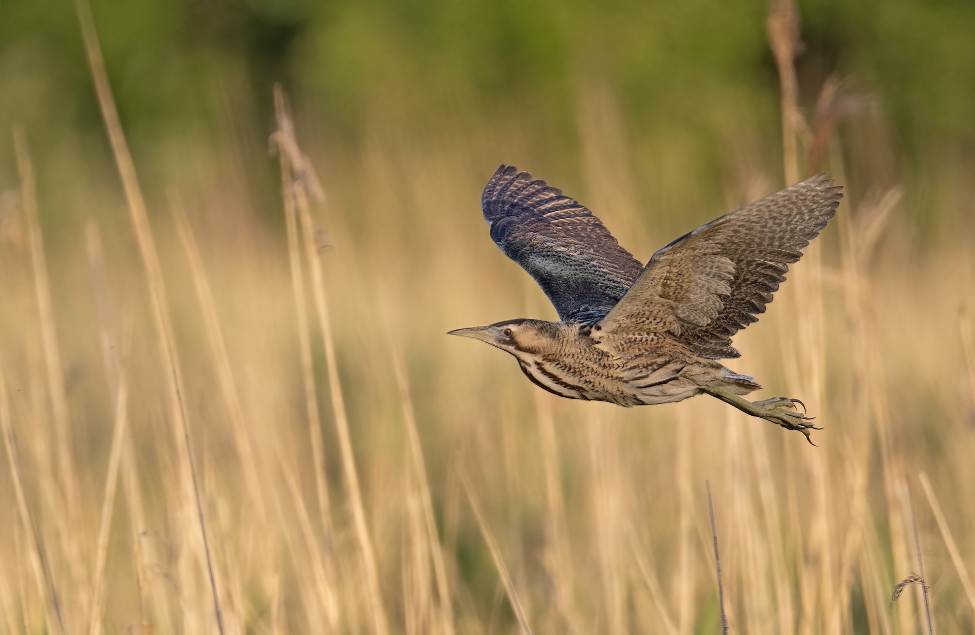 Die Rohrdommel – Getarnter Hornbläser des Schilfs