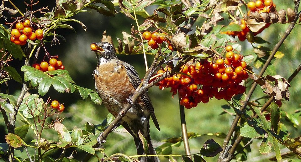 Die Vogelbeere – Gut für Natur und Mensch