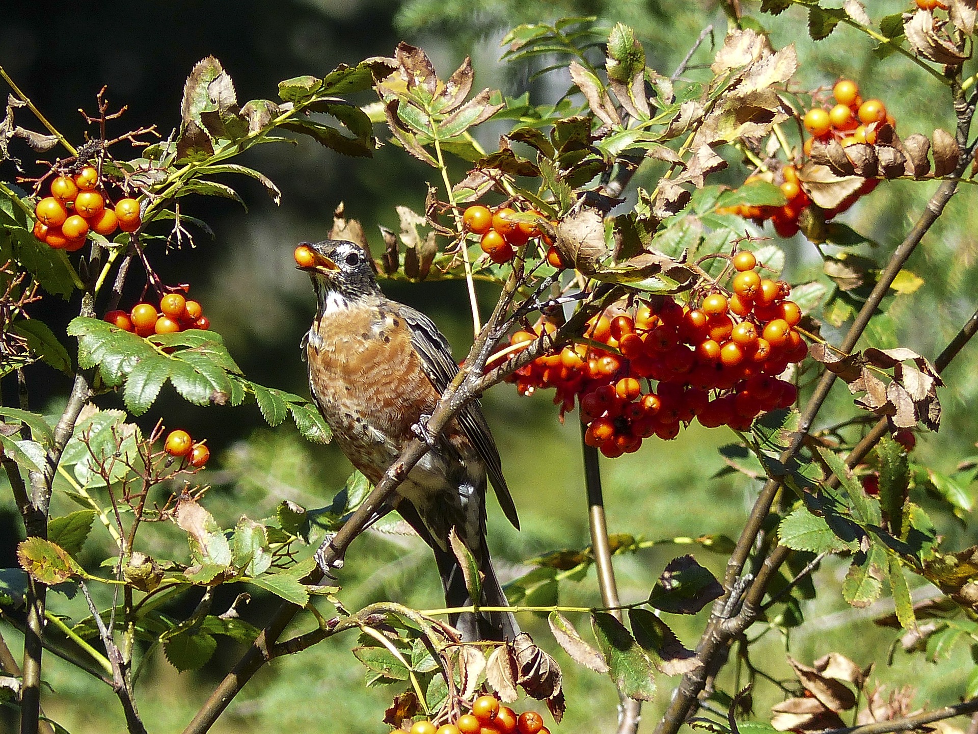 Die Vogelbeere – Gut für Natur und Mensch