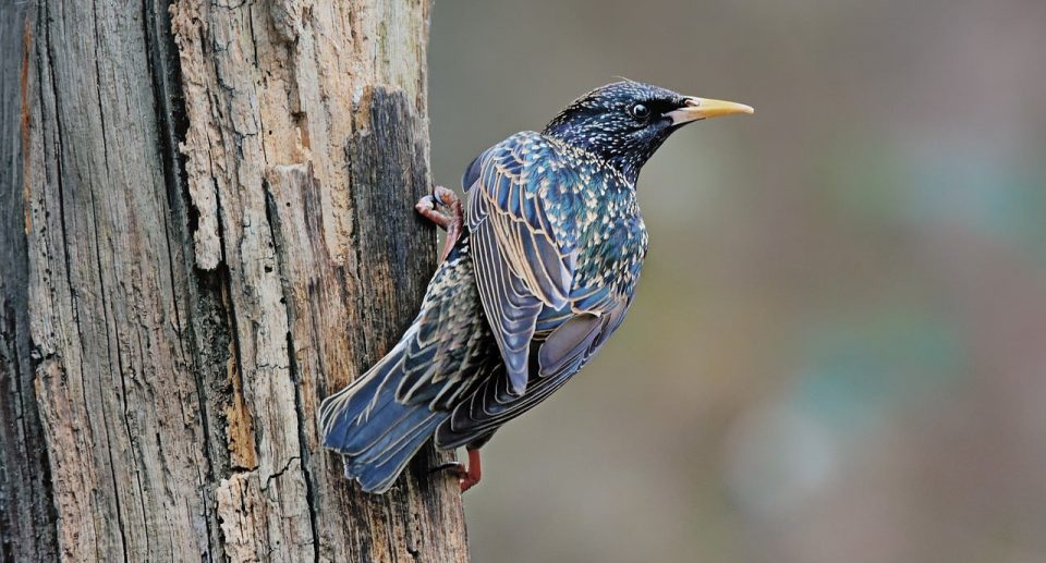 Der Star – Ein außergewöhnlicher Singvogel