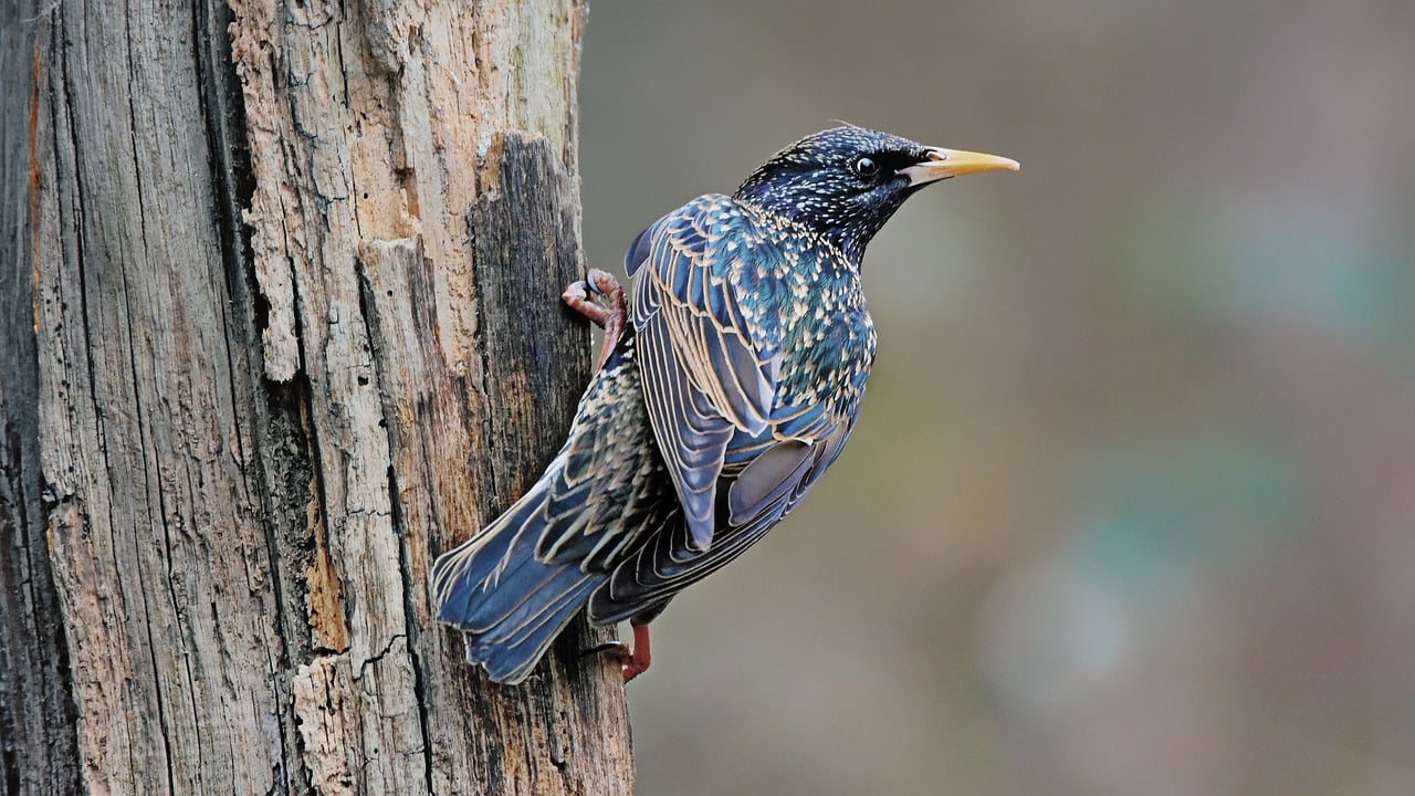 Der Star – Ein außergewöhnlicher Singvogel