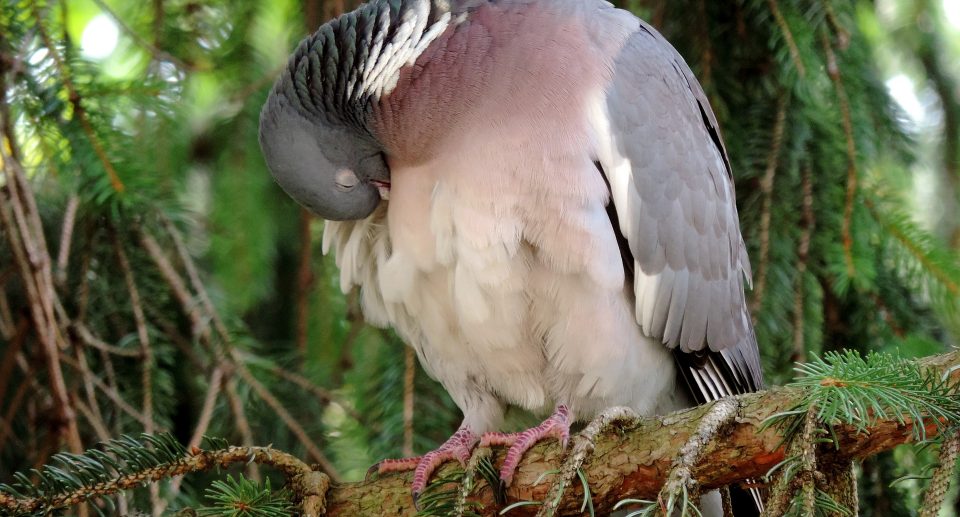 Wie und wo schlafen Vögel?