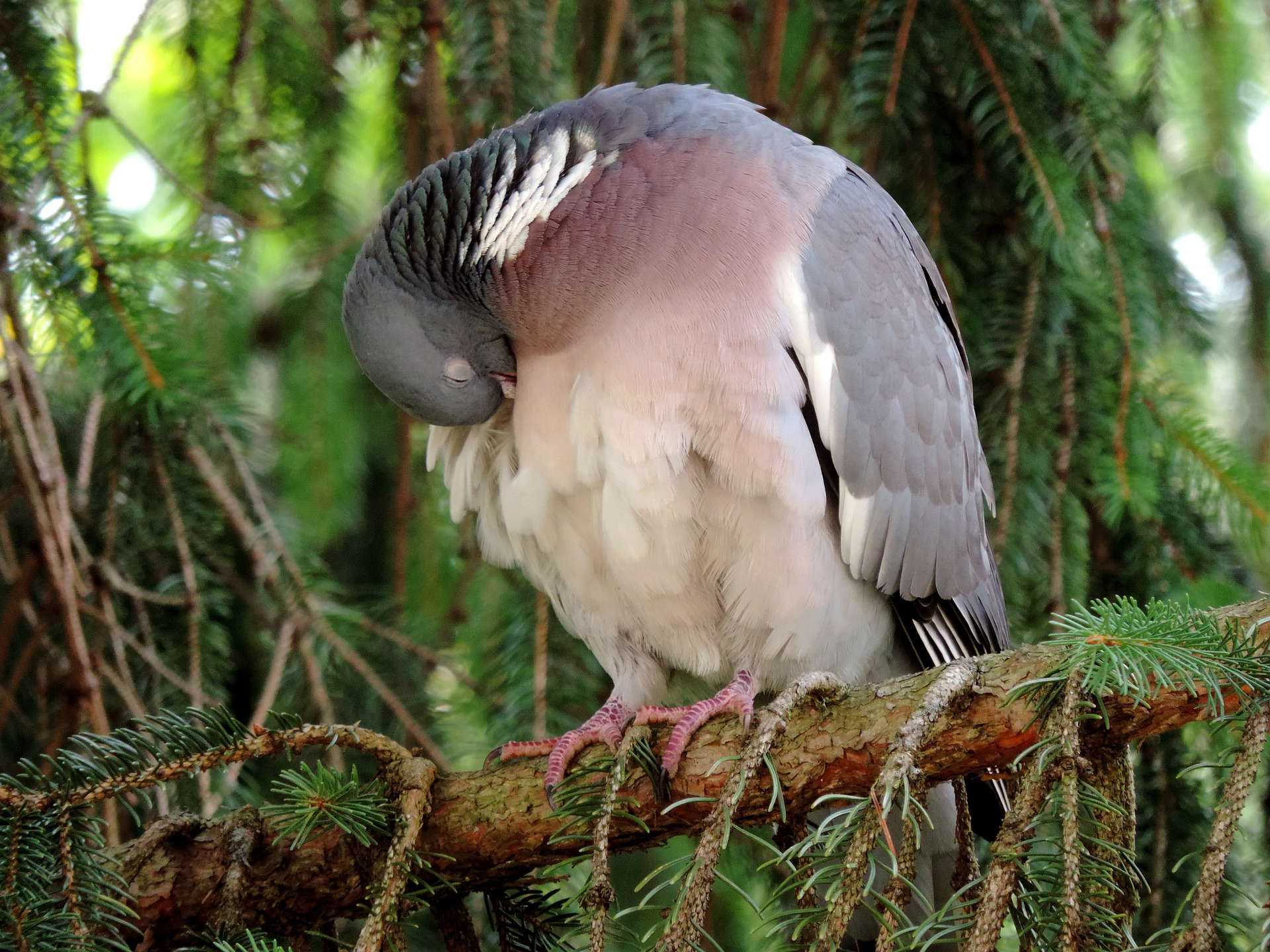 Wie und wo schlafen Vögel?