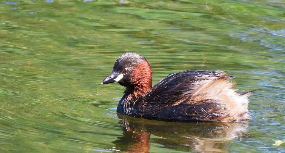 Der Ober-Mooser-Teich: Ein besonderes Refugium für Vögel und Natur