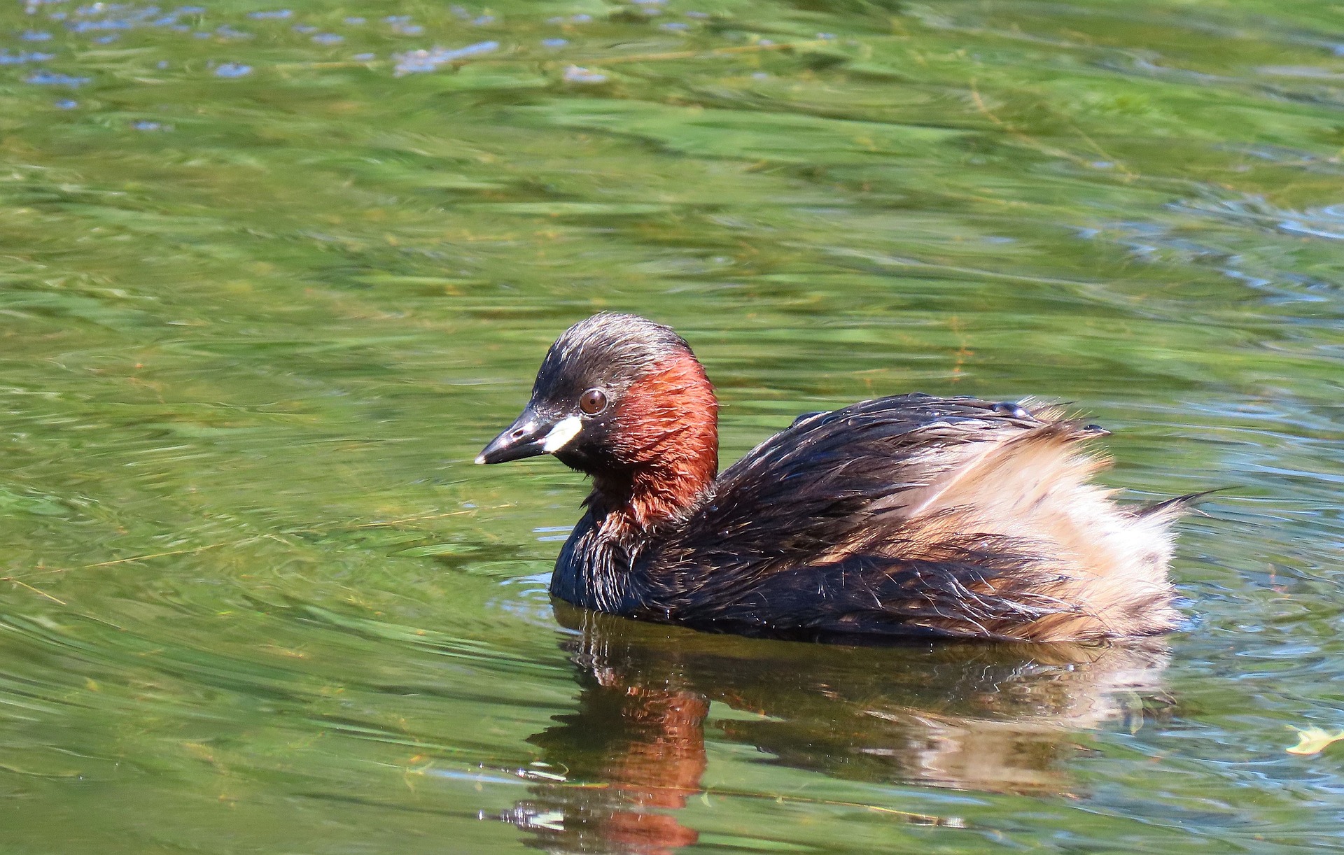 Der Ober-Mooser-Teich: Ein besonderes Refugium für Vögel und Natur