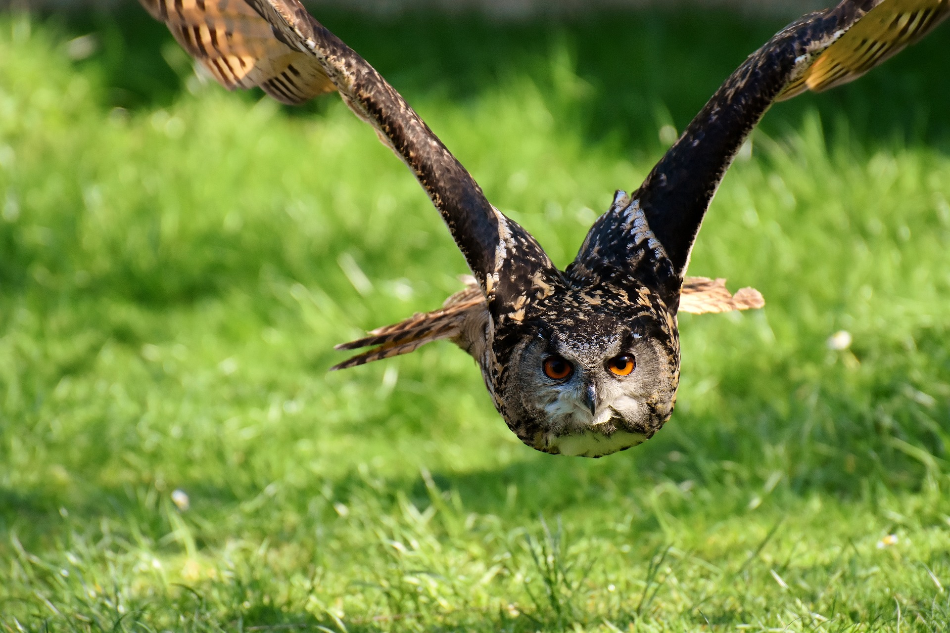 Der Uhu – Ein anpassungsfähiger Jäger