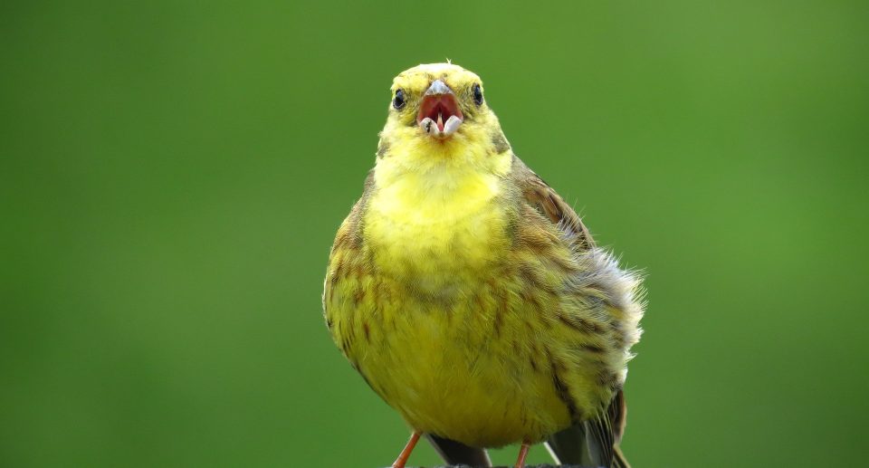 Vogelgesang erkennen – Die Lieder 5 heimischer Vogelarten