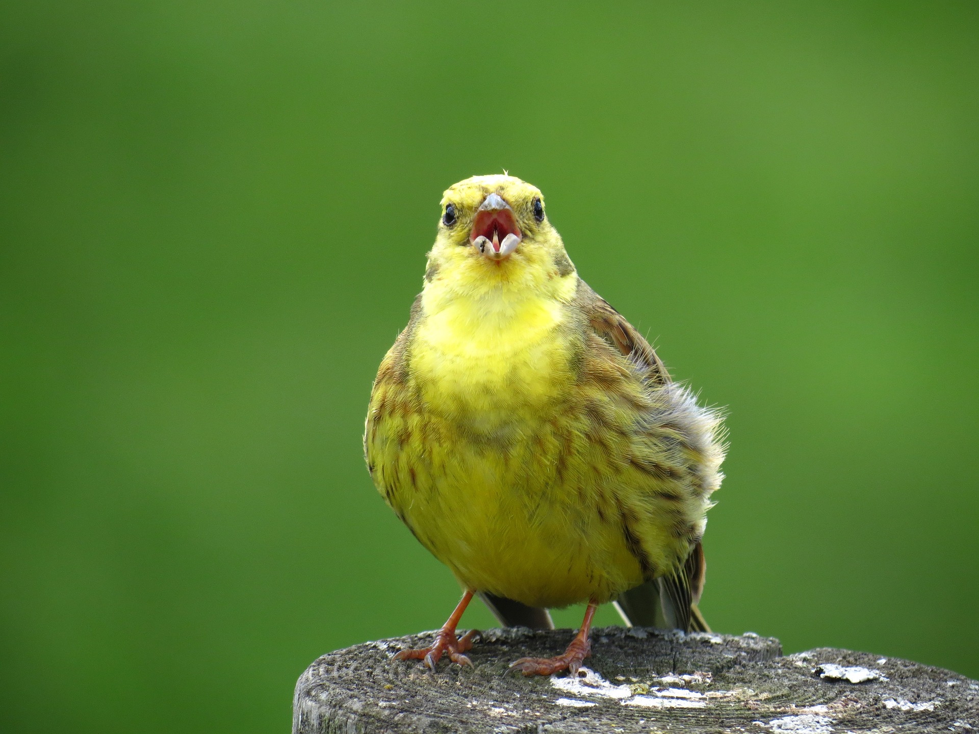 Vogelgesang erkennen – Die Lieder 5 heimischer Vogelarten