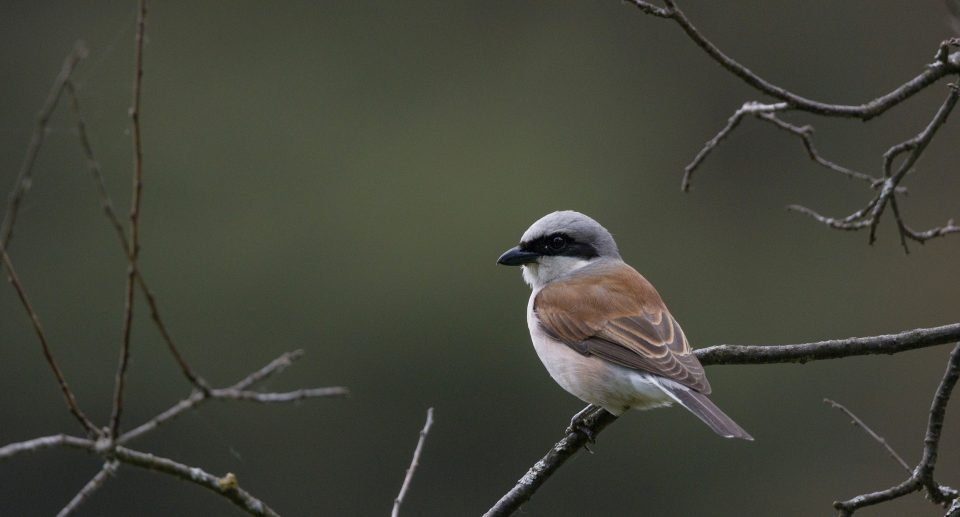 Neuntöter – kleiner Vogel mit makabrem Namen