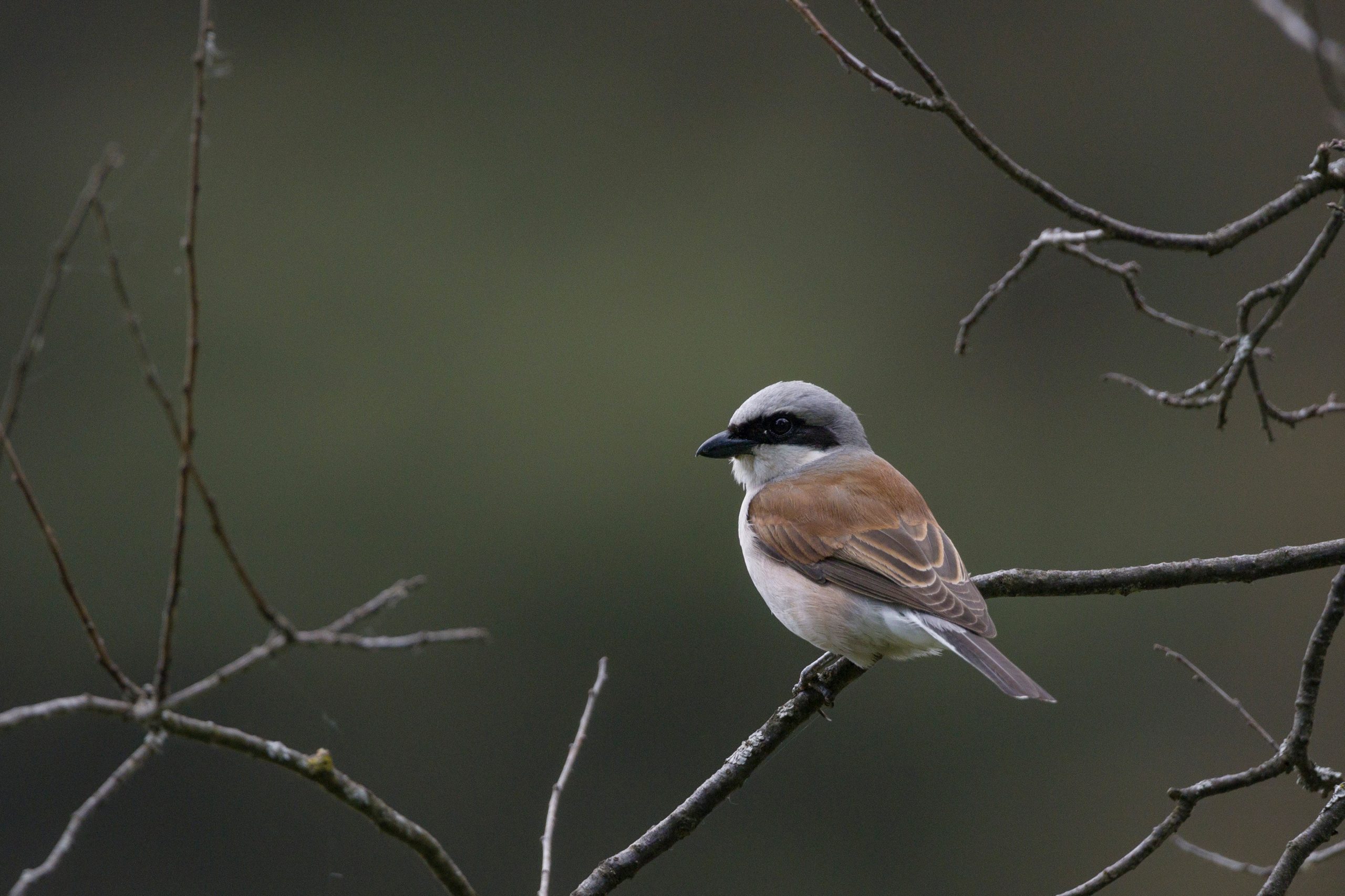 Neuntöter – kleiner Vogel mit makabrem Namen