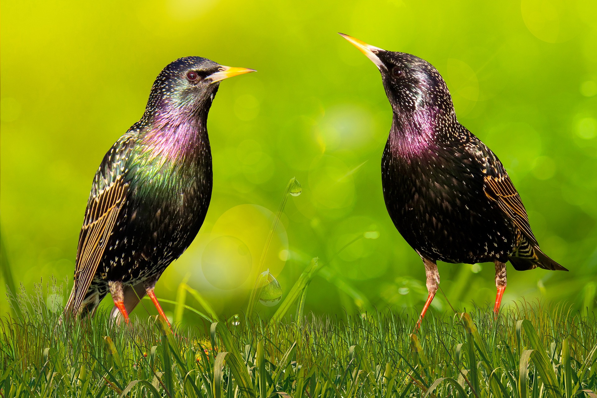 Die Vogelwelt auf globaler Ebene