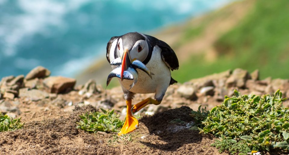 Der Papageientaucher – geschickter Schwimmer