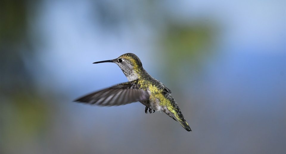 Schneller, Höher, Stärker, Kurioser – Rekorde aus der Vogelwelt