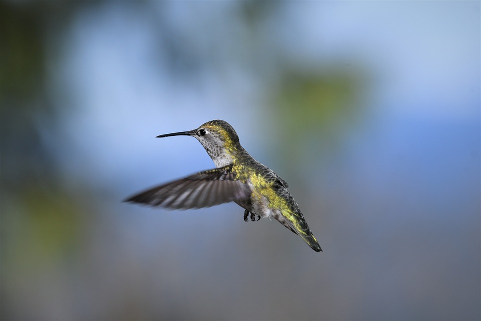 Schneller, Höher, Stärker, Kurioser – Rekorde aus der Vogelwelt