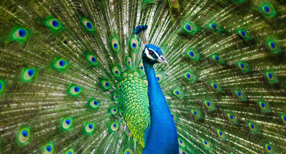 Die Vogelwelt in Indien
