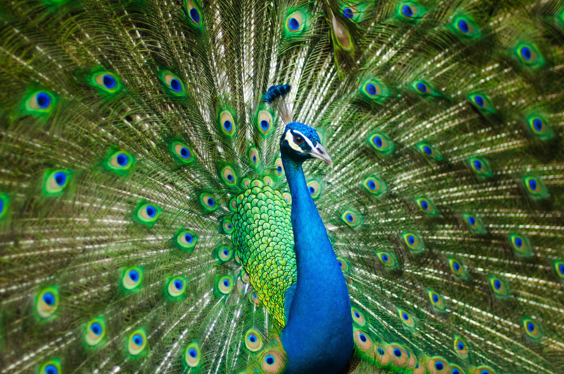 Die Vogelwelt in Indien