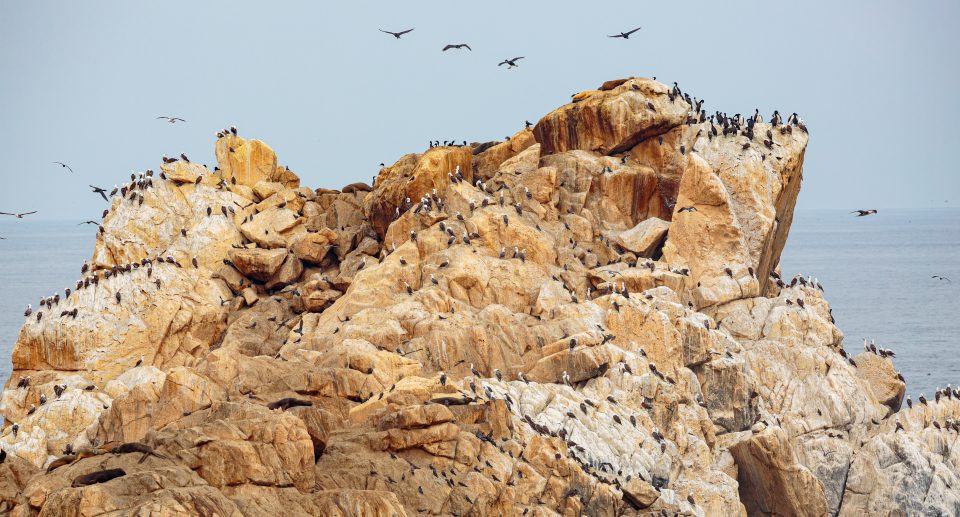 Das Foto zeigt einen Felsen mit Guano