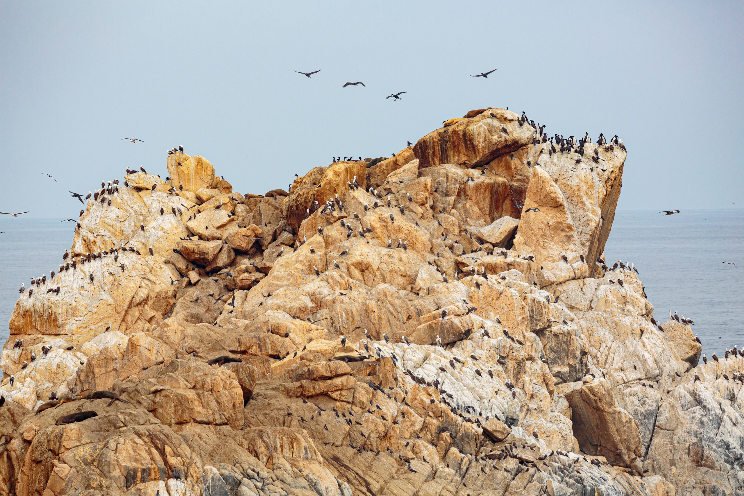 Guano: Vogelkot als weißes Gold