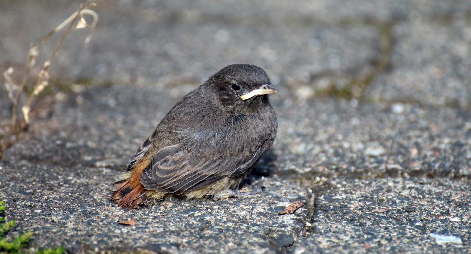 Jungvogel gefunden – was nun?