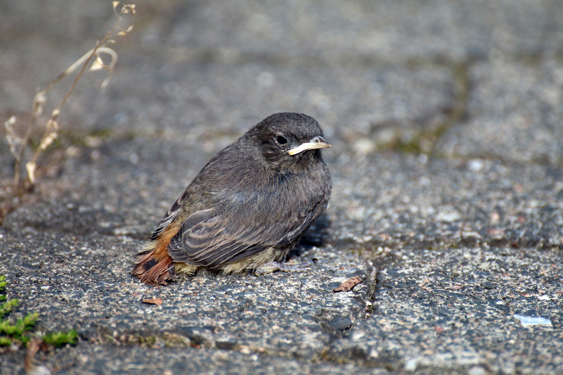 Jungvogel gefunden – was nun?