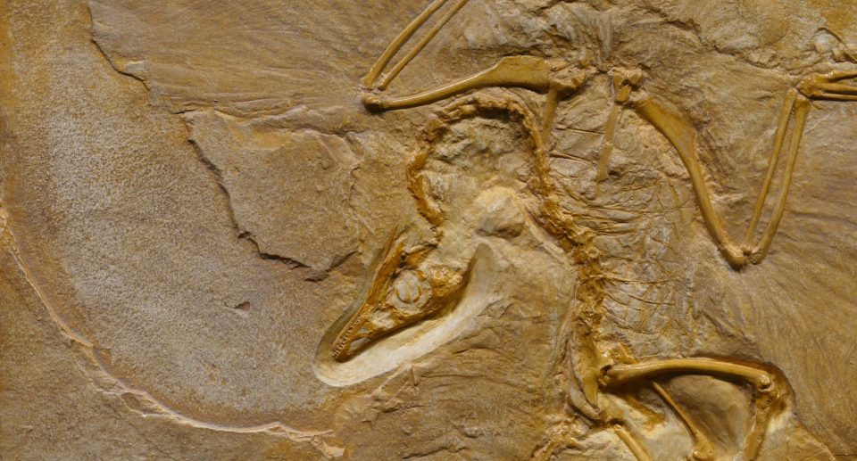 Archaeopteryx & Co. – Vögel der Urzeit