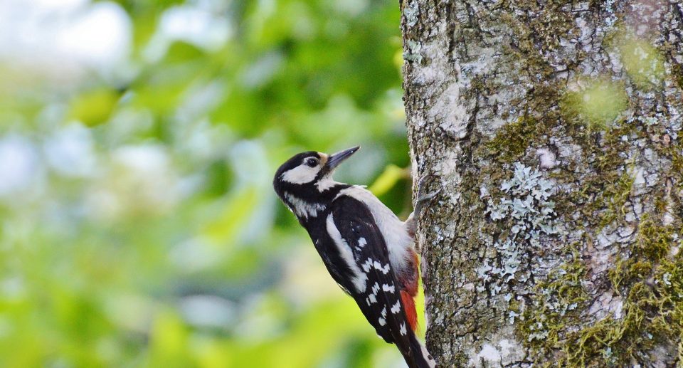 Schlagzeuger der Natur: Wie man Spechtarten anhand ihres Trommelrhythmus unterscheiden kann