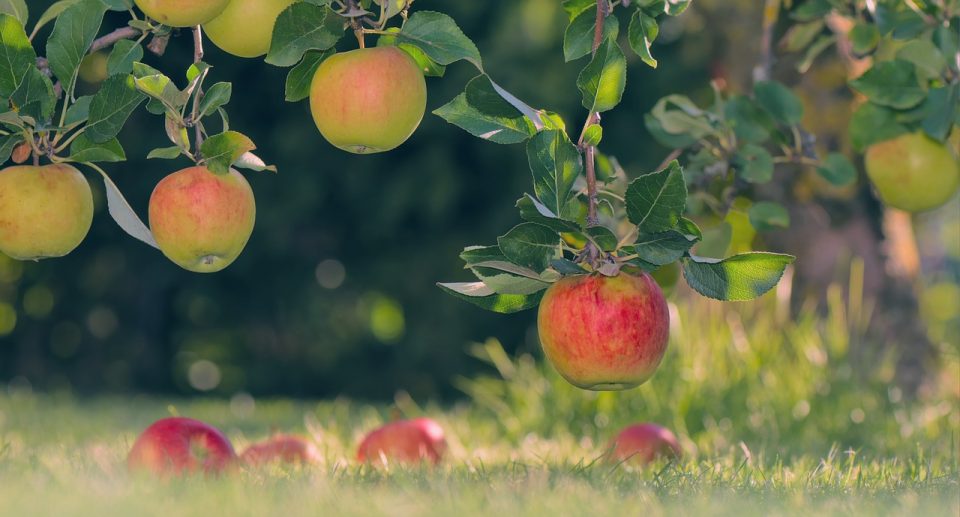 Streuobstwiese – Ein wertvoller Lebensraum