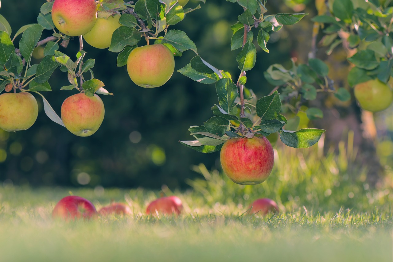 Streuobstwiese – Ein wertvoller Lebensraum