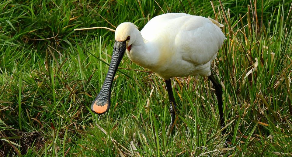 Vogelbeobachtung am Wattenmeer: Das Naturschutzgebiet Cäciliengroden