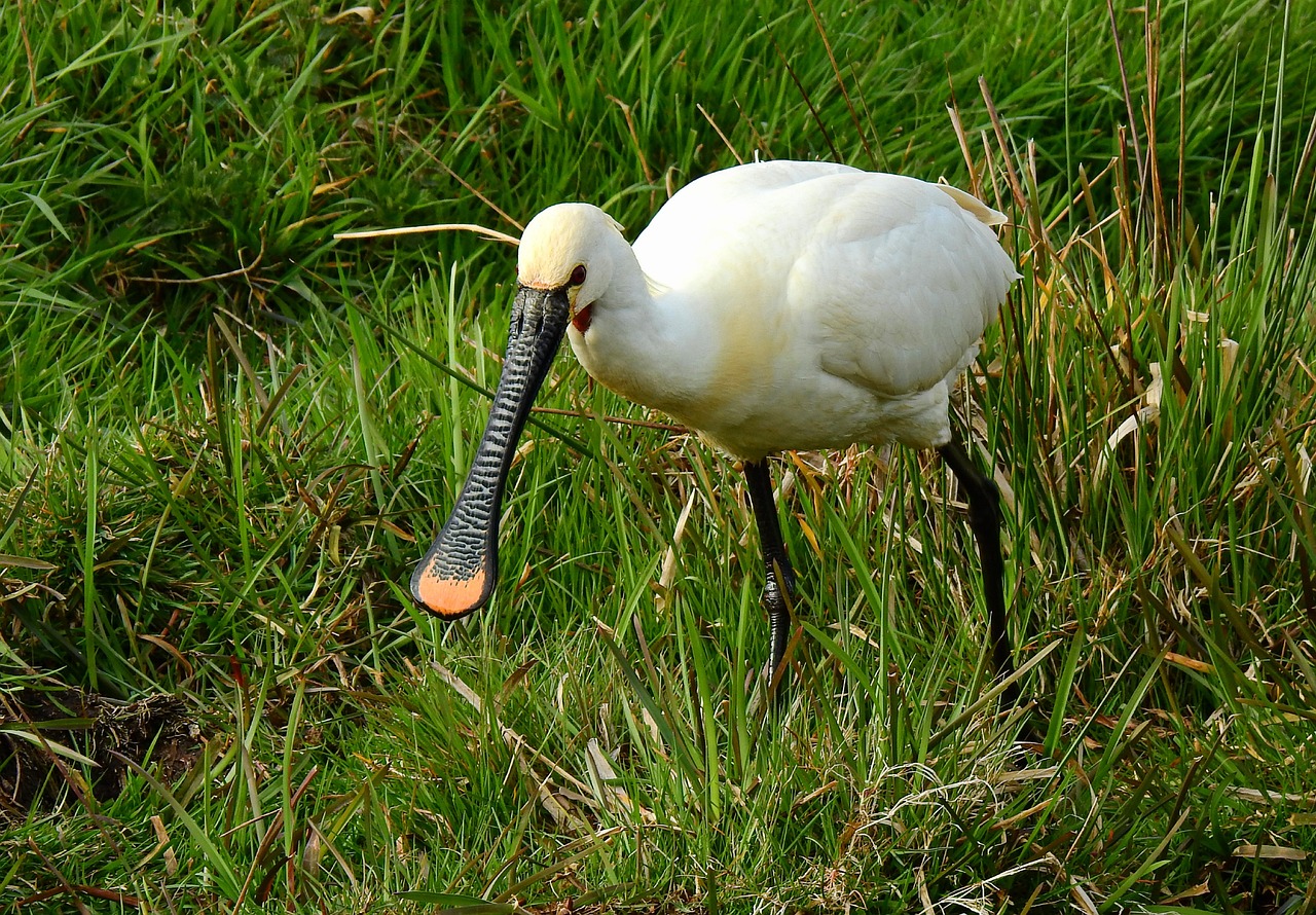 Vogelbeobachtung am Wattenmeer: Das Naturschutzgebiet Cäciliengroden