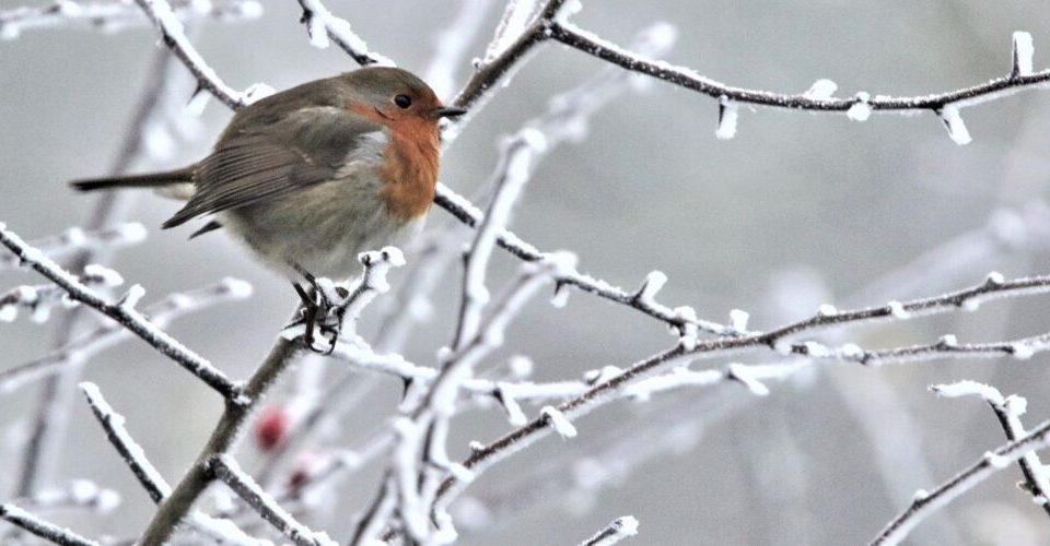 Wie kommen Vögel durch den Winter?